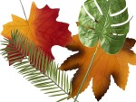 Grandes et petites feuilles décoratives dans...