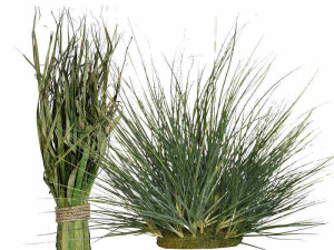 Gras/Schilf