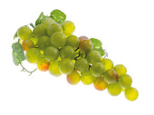 bunch of grapes "big" l 30cm green