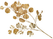 Zweig "natural" Eucalyptus gold-matt,...