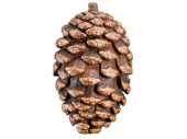 Tannenzapfen "Giant Soft" braun, Ø 15 x...