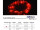LED LV ExRope Light 24 L 5m, 67 LEDs, rot, inkl. Trafo