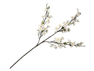branche des fleuraisons "color" blanc