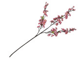 branche des fleuraisons "color" rose fuchsia