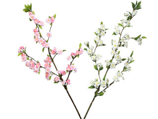 cherry blossoms branch in 2 colors
