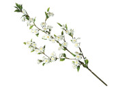 branche fleur de cerisier blanc