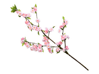 branche fleur de cerisier rose fuchsia
