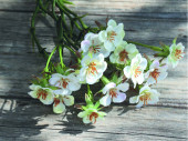Wachsblumenbund 3-tlg. creme L 32cm