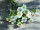 Wachsblumenbund 3-tlg. creme L 32cm