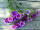 Wachsblumenbund 3-tlg. lila L 32cm