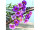 Wachsblumenbund 3-tlg. lila L 32cm