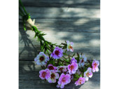 Wachsblumenbund 3-tlg. rosa L 32cm