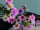 Wachsblumenbund 3-tlg. rosa L 32cm