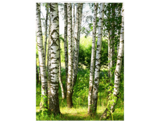 Display-Banner "Birkenwald" 150 x 200cm, inkl. Aufhängung