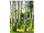 Display-Banner "Birkenwald" 150 x 200cm, inkl. Aufhängung