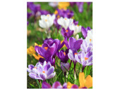 Display-Banner "Krokusse" 150 x 200cm, inkl....