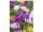 Display-Banner "Krokusse" 150 x 200cm, inkl. Aufhängung