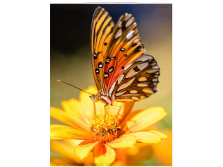 Display-Banner "Schmetterling" 150 x 200cm, inkl. Aufhängung