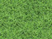 photo motif cardboard "lawn" green, both sides...
