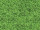 carton photo à motif "gazon" vert, deux côtés 49,5 x 68cm