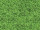 photo motif cardboard "lawn" green, both sides 49,5 x 68cm