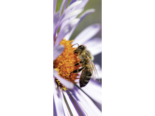 Textilbanner "Biene auf Blüte" gelb-bunt 75 x 180cm, Schlauchnaht oben+unten
