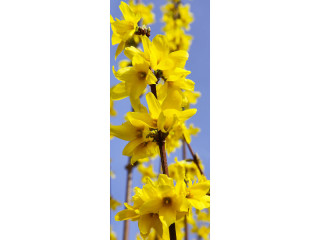 Textilbanner "Forsythien" gelb/blau 75 x 180cm, Schlauchnaht oben+unten