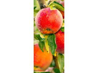 Textilbanner "Apfel am Baum" 75 x 180cm, rot/grün Schlauchnaht oben+unten