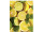 Display-Banner "Zitronen" 150 x 200cm, inkl. Aufhängung