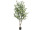 Eucalyptus-Baum getopft grün H 180cm