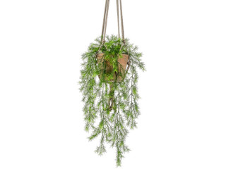 Asparagus spreng Topfhänger H 75cm, 6-tlg.