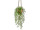 Asparagus spreng Topfhänger H 75cm, 6-tlg.