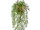 Asparagus spreng Topfhänger H 75cm, 6-tlg.
