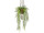 Asparagus plumosus Topfhänger H 80cm, 6-tlg.
