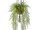 Asparagus plumosus Topfhänger H 80cm, 6-tlg.