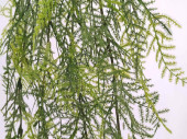 Asparagus plumosus-Hänger 6-tlg., grün 80cm