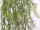 Asparagus plumosus-Hänger 6-tlg., grün 80cm