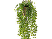 Ficus pumila Topfhänger H 80cm, 6-tlg.