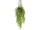 Ficus pumila Topfhänger H 80cm, 6-tlg.