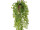 Ficus pumila Topfhänger H 80cm, 6-tlg.