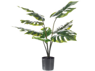 Monstera 8 Blätter getopft grün, H 60cm
