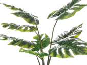 Monstera 8 Blätter getopft grün, H 60cm
