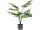 Monstera 8 Blätter getopft grün, H 60cm