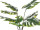 Monstera 8 Blätter getopft grün, H 60cm
