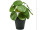 Pilea Busch 17 Blätter getopft, grün, 22cm