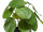 Pilea Busch 17 Blätter getopft, grün, 22cm