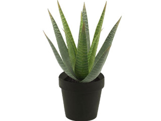Aloe Vera 15-blättrig grün, H 23cm, getopft
