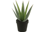 Aloe Vera 15-blättrig grün, H 23cm, getopft