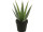 Aloe Vera 15-blättrig grün, H 23cm, getopft