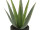 Aloe Vera 15-blättrig grün, H 23cm, getopft